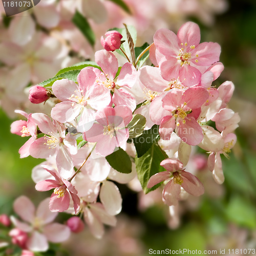 Image of Blossoming apple.