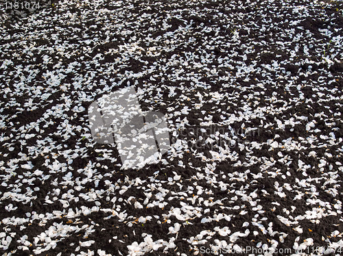 Image of Ground with strew apple petals.