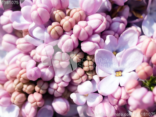 Image of Lilac closeup background.