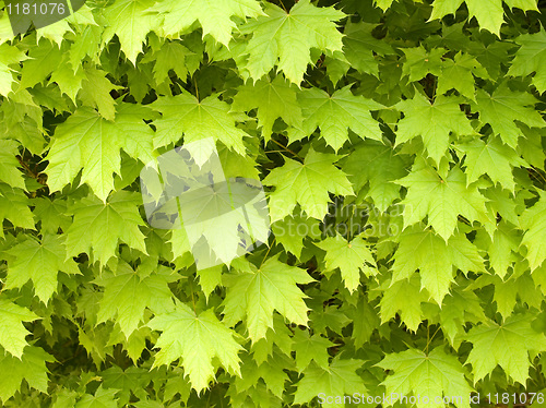 Image of Maple leafage background.