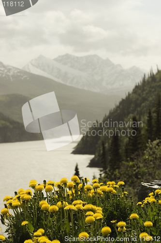 Image of Mountain landscape with dandelions