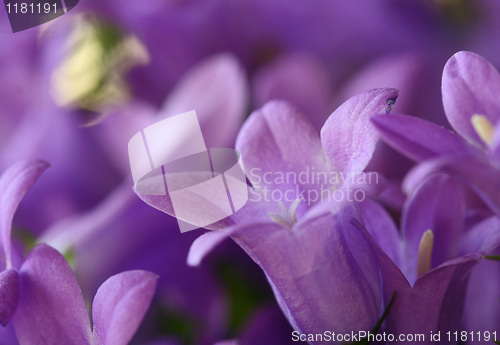 Image of dalmatian bellflower