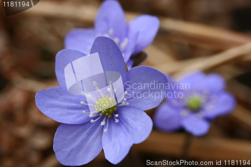 Image of powder blue