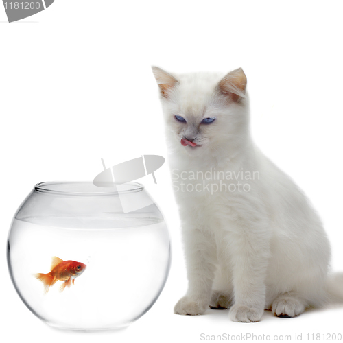 Image of cat and a gold fish 