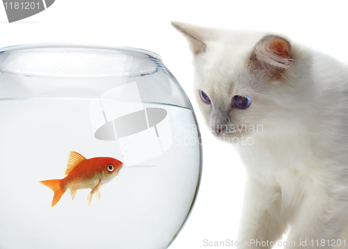 Image of cat and a gold fish