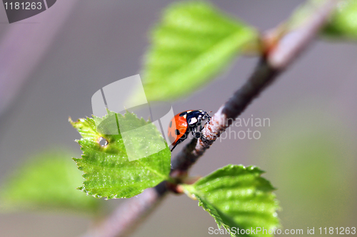 Image of Seven Spotted Ladybug Climbing Upwards