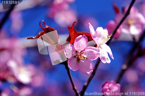 Image of Pink Cherry Tree Blossoms