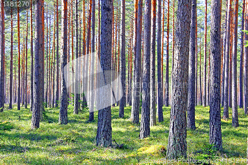 Image of Sunlit Pine Forest at Spring