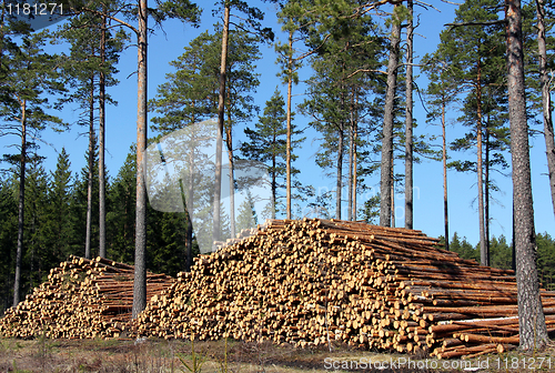 Image of Stacked Pine Logs in Spring Coniferous Forest