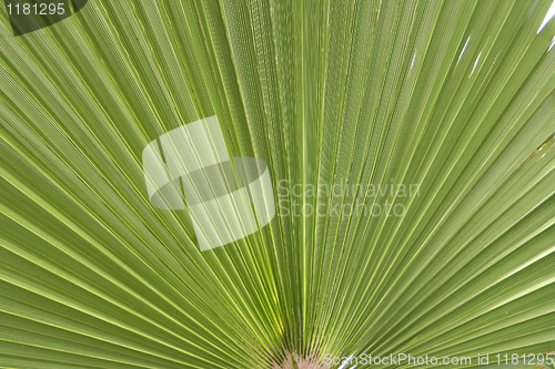Image of Palm blade.