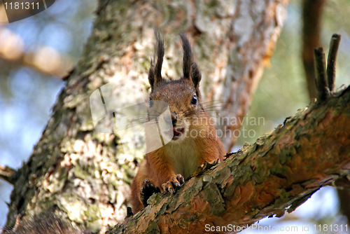 Image of Squirrel 