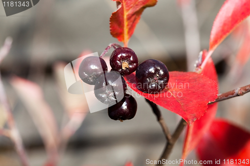 Image of Black chokeberry (Aronia melanocarpa)