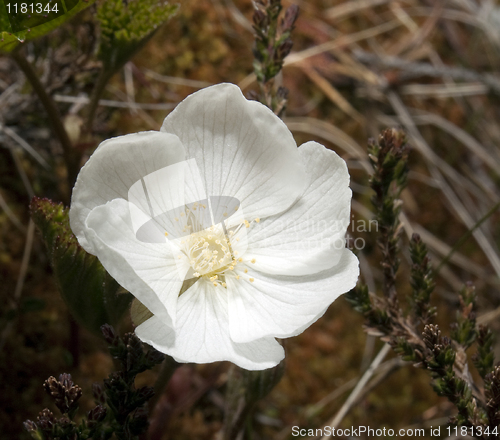 Image of cloudberry flower 