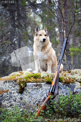 Image of Dog hunting