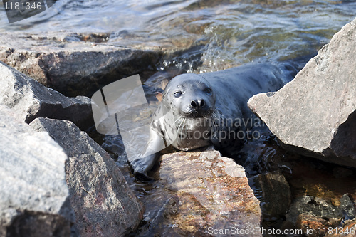 Image of Seal Pagophilus groenlandicus