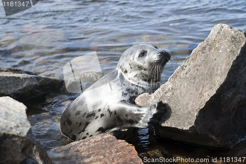 Image of Seal Pagophilus groenlandicus