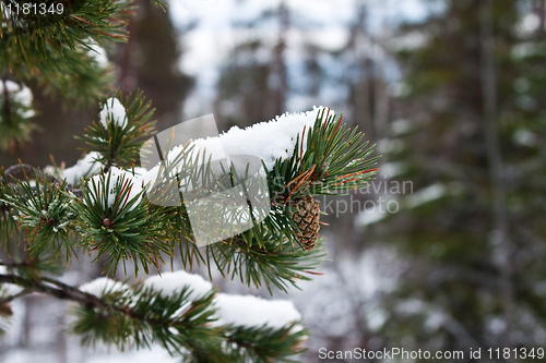Image of Pine branch with a pinecone. Winter