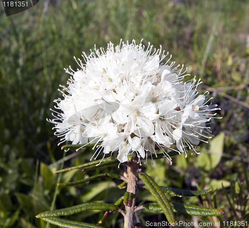 Image of Rhododendron palustre Ledum palustre L  