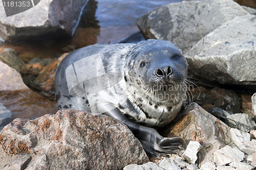 Image of Seal Pagophilus groenlandicus