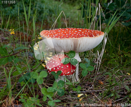 Image of Amanita