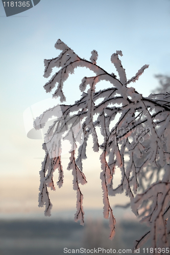 Image of branch of a tree in snow crystals