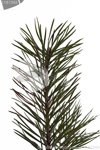 Image of Pine branch