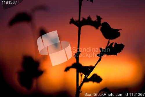 Image of Autumn Sunset