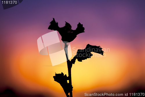 Image of Autumn Sunset