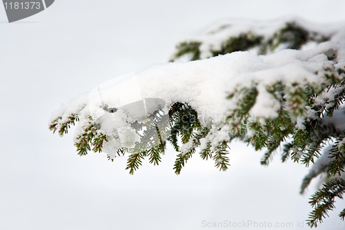 Image of Spruce twig in the snow
