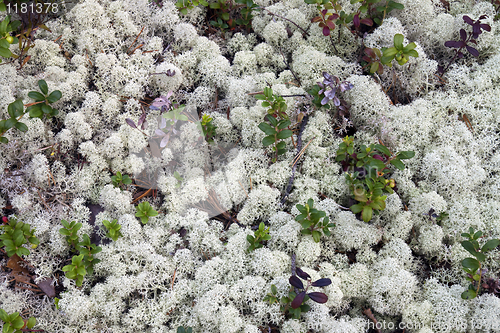 Image of Reindeer moss