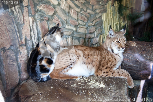 Image of Friendship cat and lynx