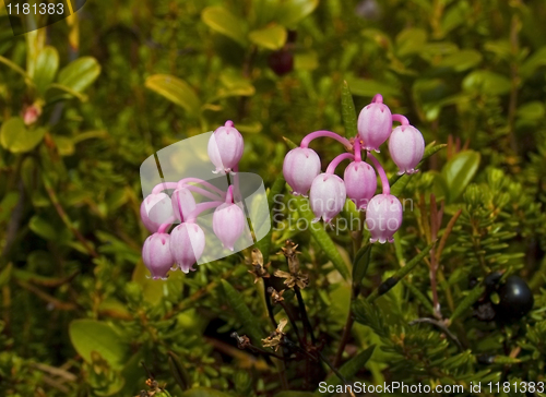 Image of Andromeda polifolia L