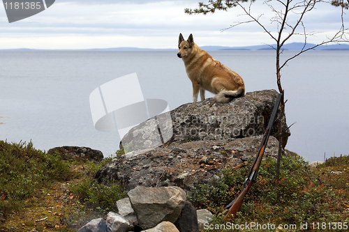 Image of Dog hunting on a rock