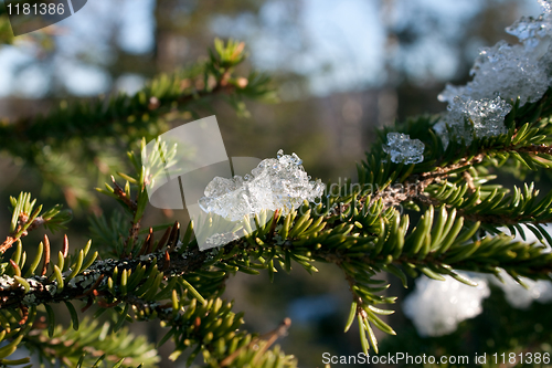 Image of Christmas Toy Ice