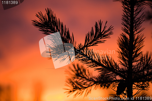 Image of Pine branch at sunset