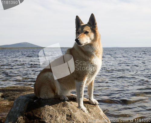 Image of A dog on a rock
