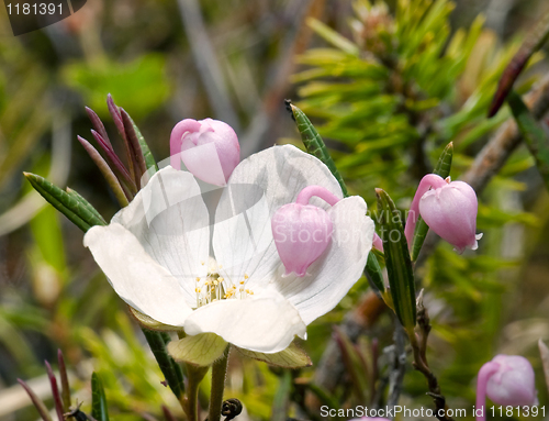 Image of Forest flowers. Love