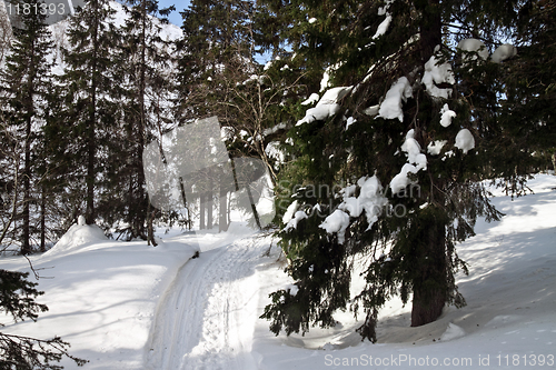 Image of Winter landscape in the forest
