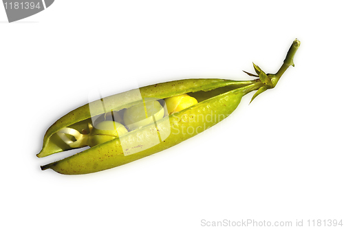 Image of pea pod