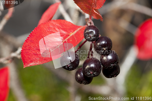 Image of Black chokeberry (Aronia melanocarpa)