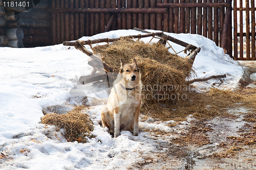 Image of Dog-in-the-manger