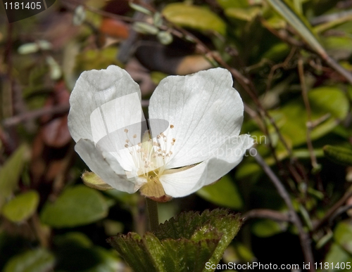 Image of Cloudberry