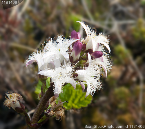 Image of Blooming Menyanthes trifoliata 