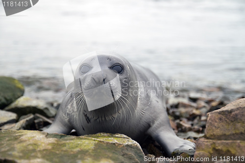 Image of Harp seal