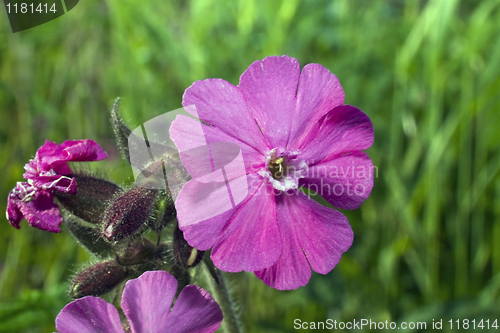 Image of Melandrium dioicum