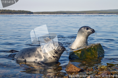 Image of Seals