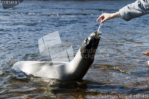 Image of Harp seal