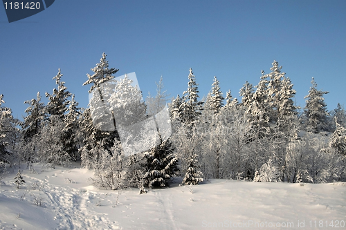 Image of Winter landscape in the forest
