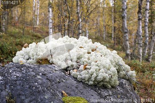 Image of Reindeer moss