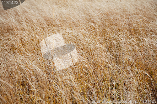 Image of Texture yellow grass